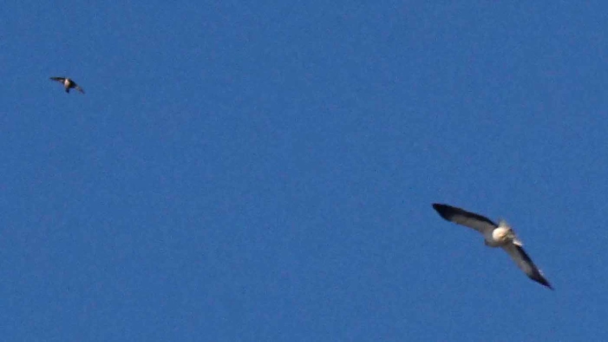 Arrano txikia - ML646394013