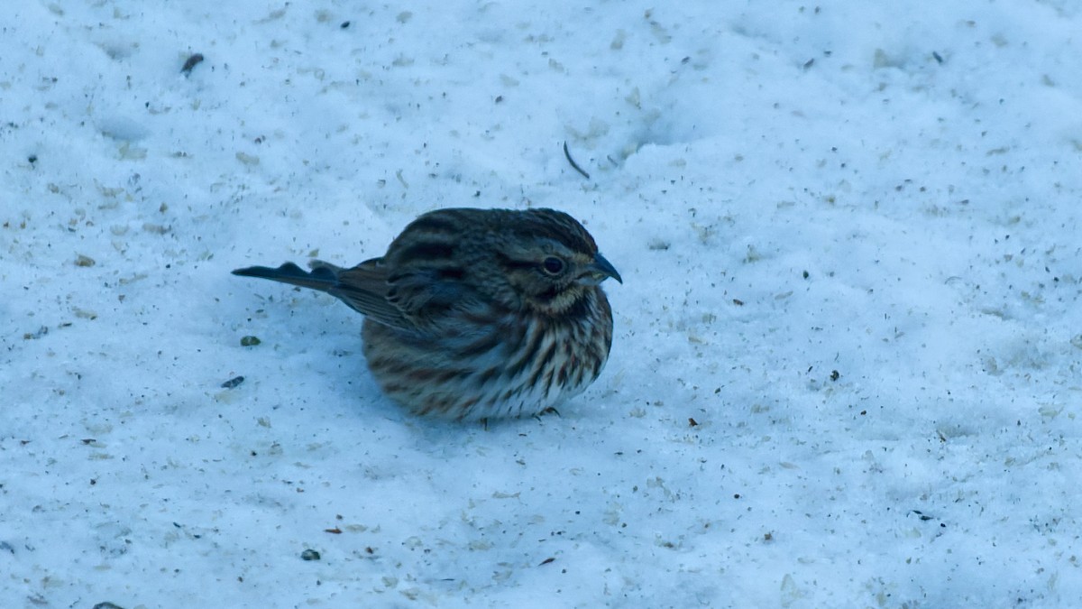 Song Sparrow - ML646394014