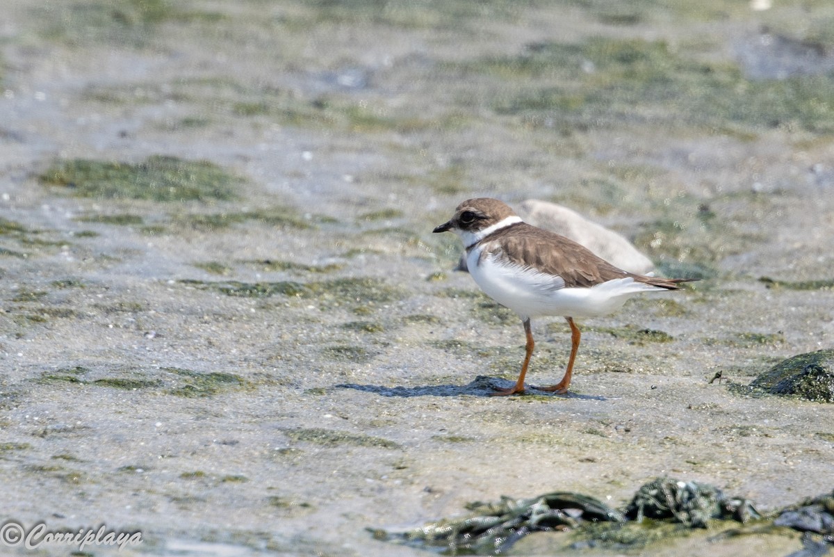 Common Ringed Plover - ML646394016