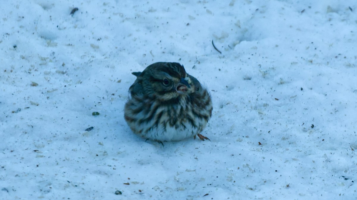 Song Sparrow - ML646394017