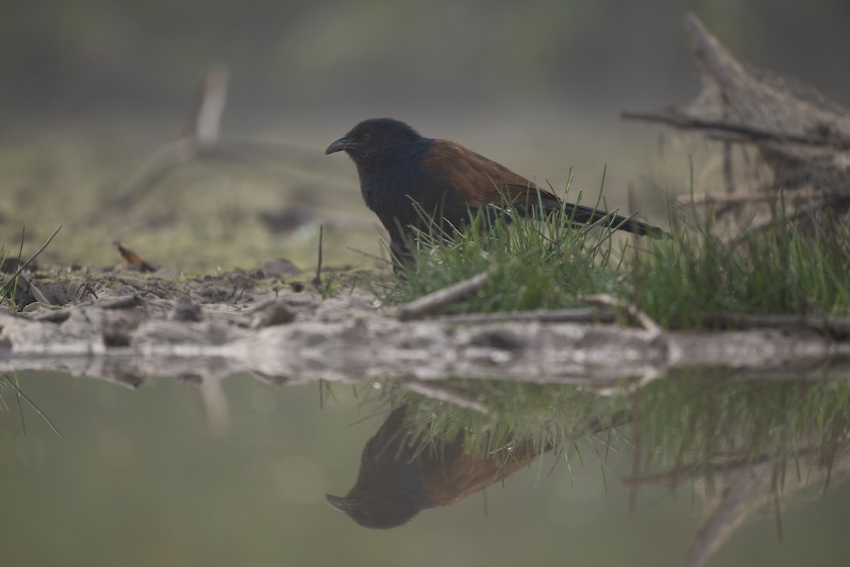 Greater Coucal - ML646394018