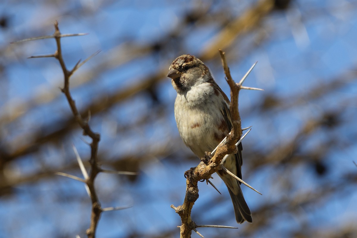 Chestnut Sparrow - ML646394019