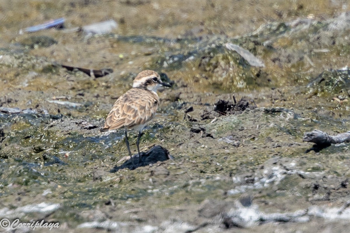 Kittlitz's Plover - ML646394020