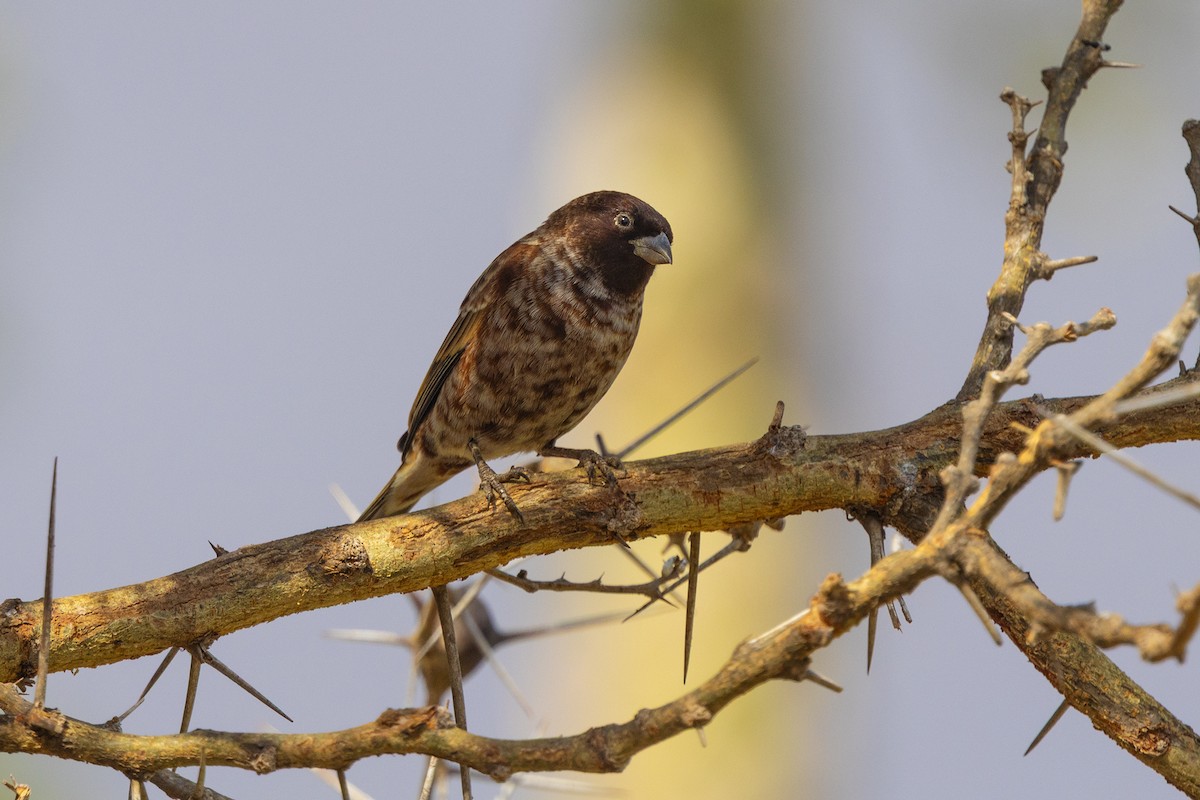 Chestnut Sparrow - ML646394024