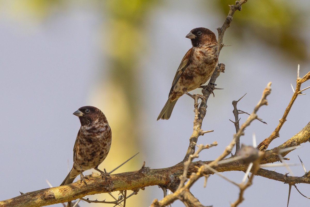 Chestnut Sparrow - ML646394026