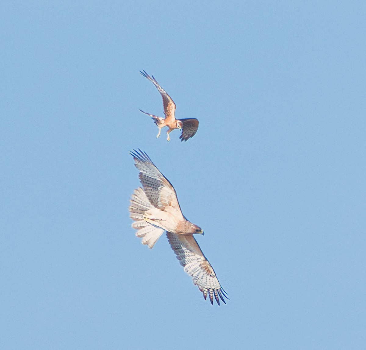 Bonelli's Eagle - ML646394041