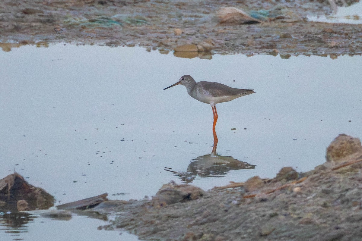 Common Redshank - ML646394045