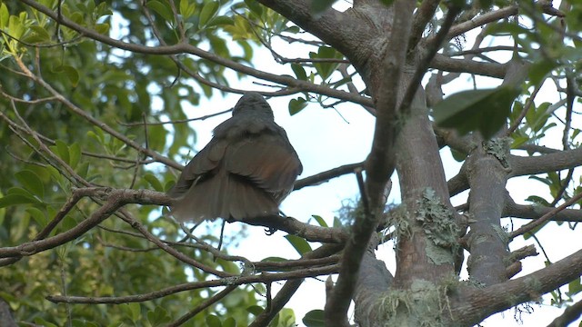 rajka skvostná - ML646394046