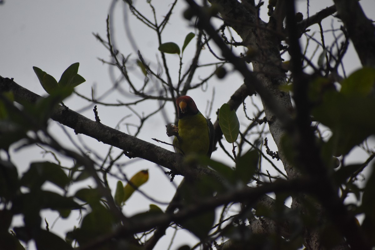 Plum-headed Parakeet - ML646394050