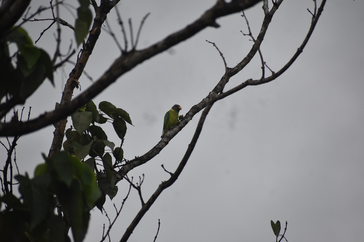Plum-headed Parakeet - ML646394051