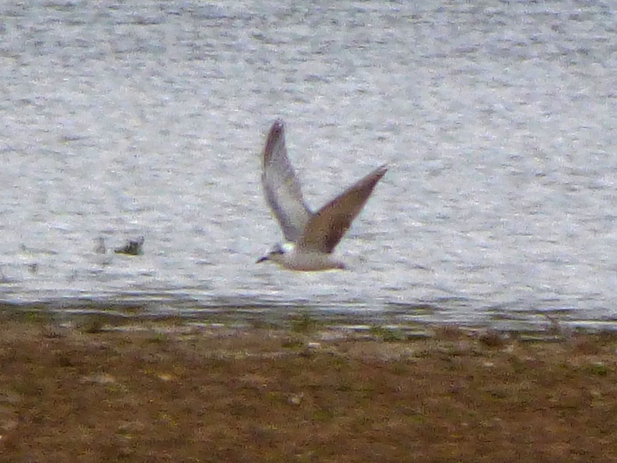 Буурал хараалай - ML646394055