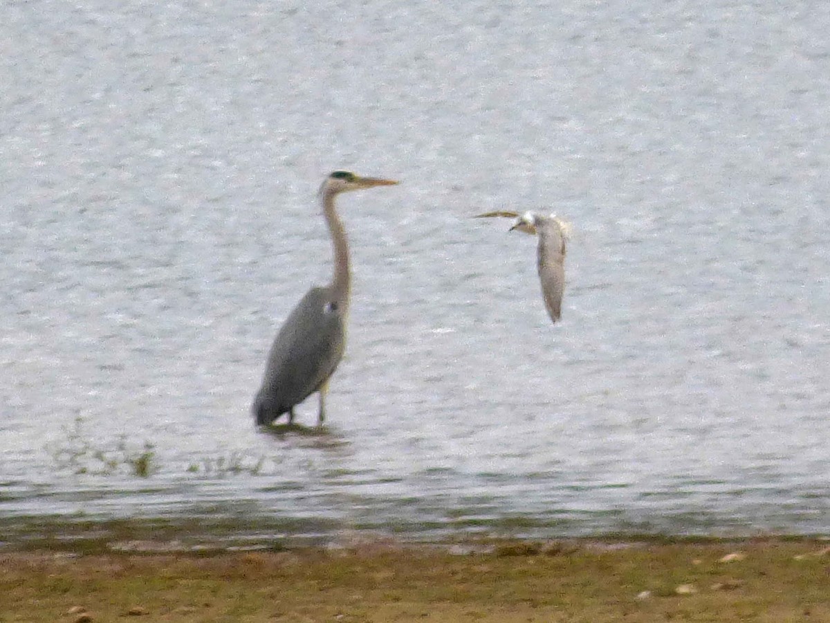 Буурал хараалай - ML646394056