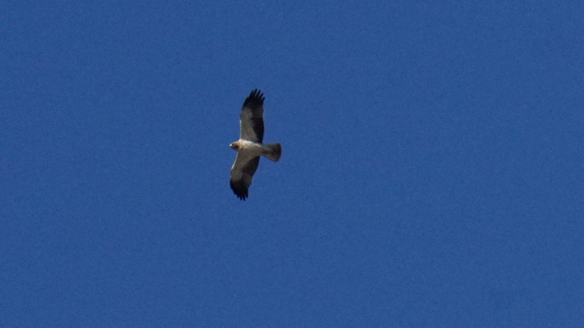 Arrano txikia - ML646394059