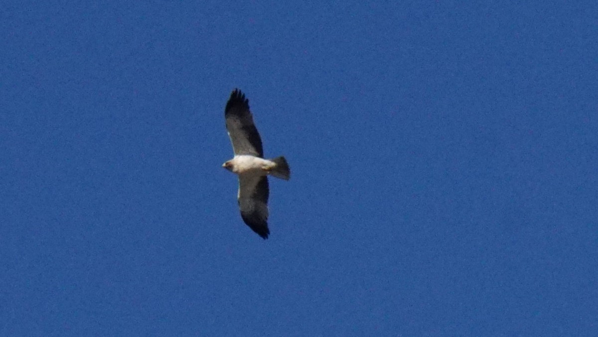 Arrano txikia - ML646394061