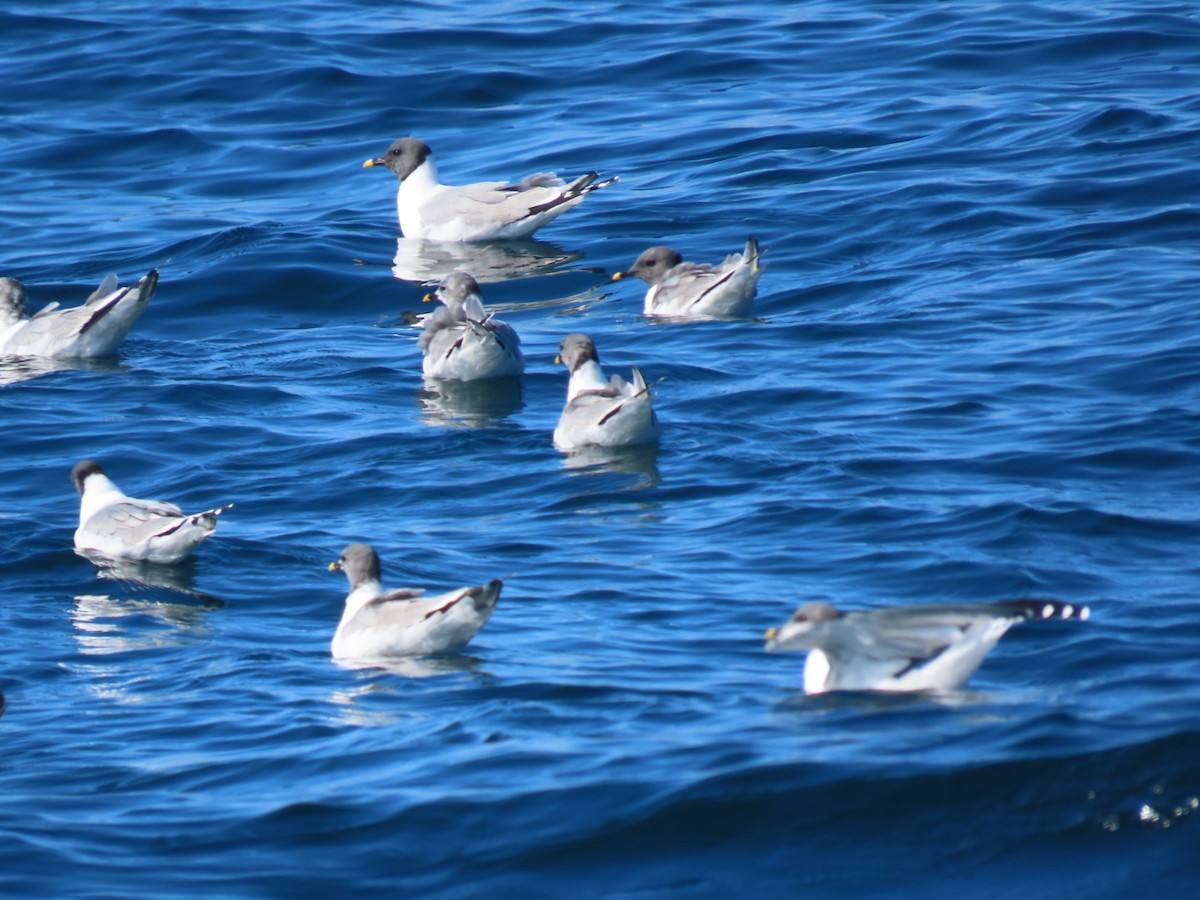 Sabine's Gull - ML646394064