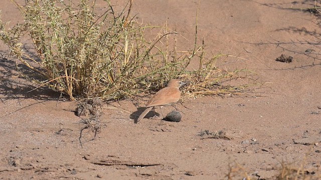 Dune Lark (Dune) - ML646394066