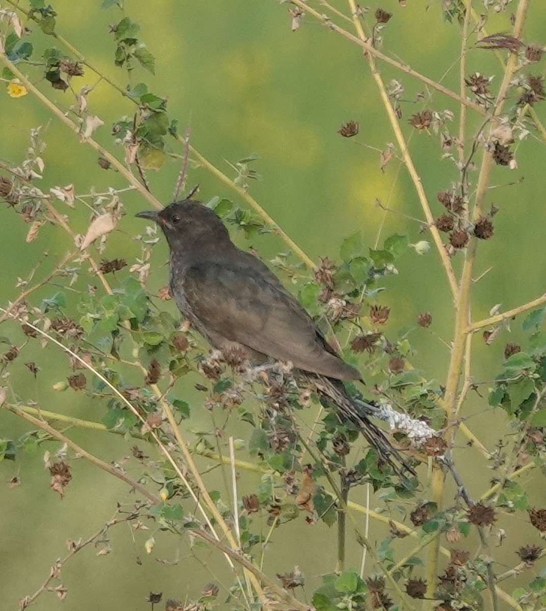 Graubauchkuckuck - ML646394067