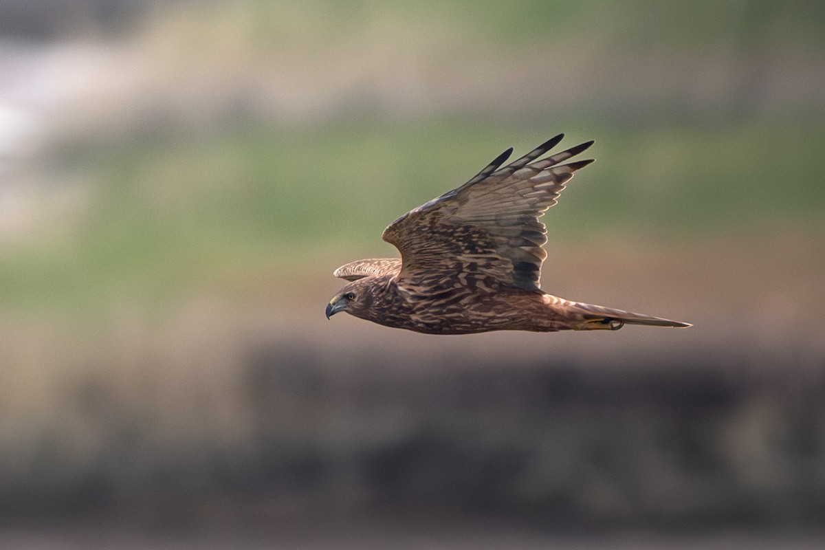 moták východní - ML646394068