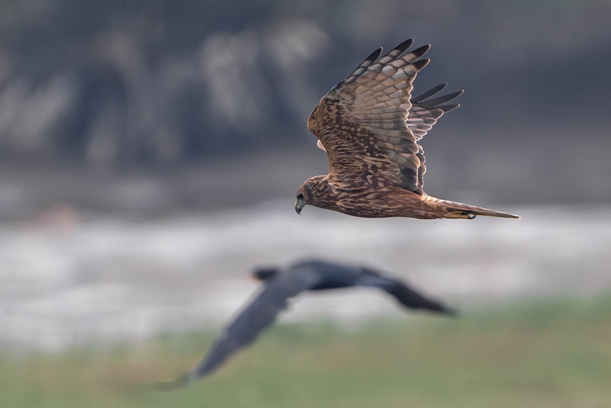 moták východní - ML646394069