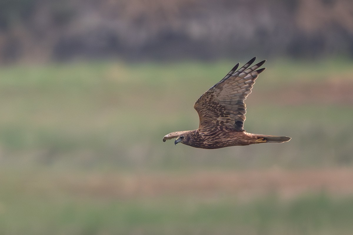 moták východní - ML646394070