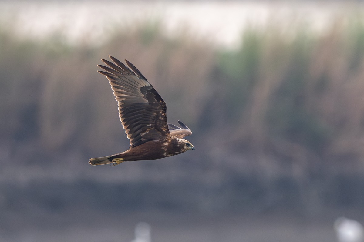 moták východní - ML646394071