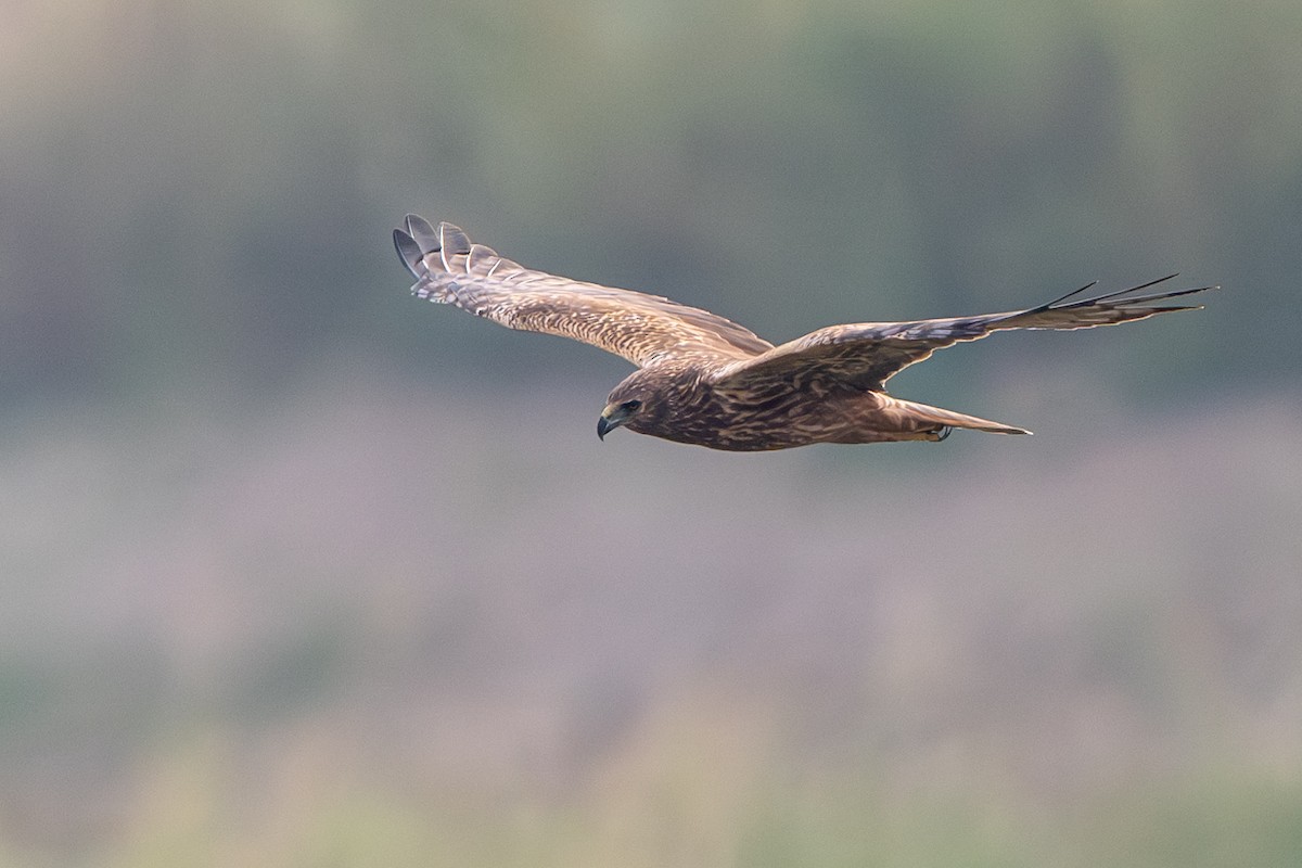 moták východní - ML646394072