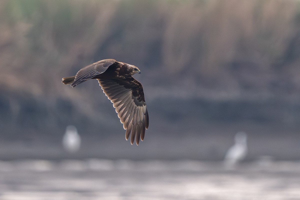 moták východní - ML646394073