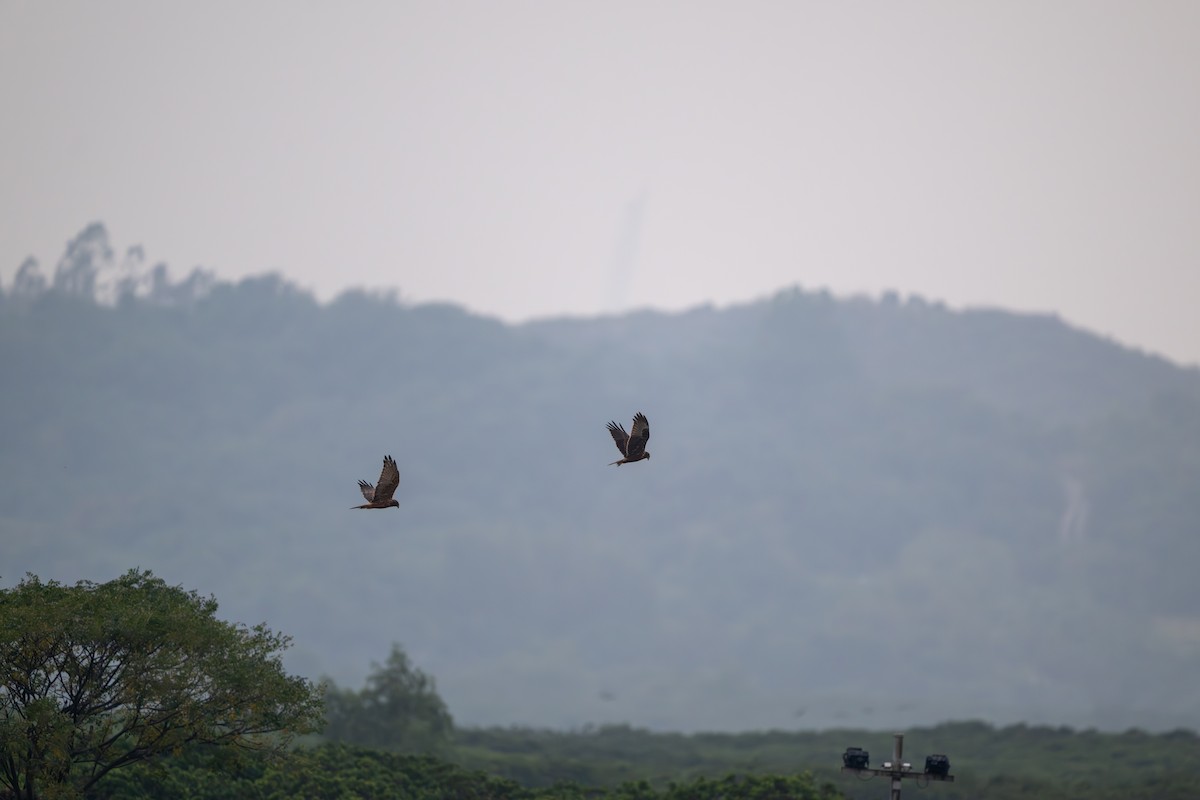 moták východní - ML646394075