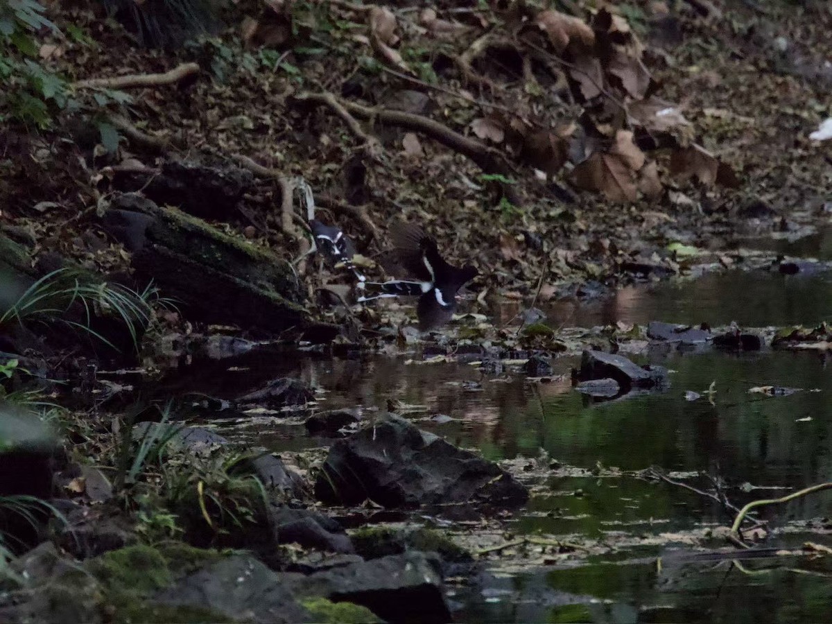 Slaty-backed Forktail - ML646394076