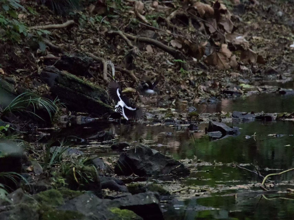 Slaty-backed Forktail - ML646394077