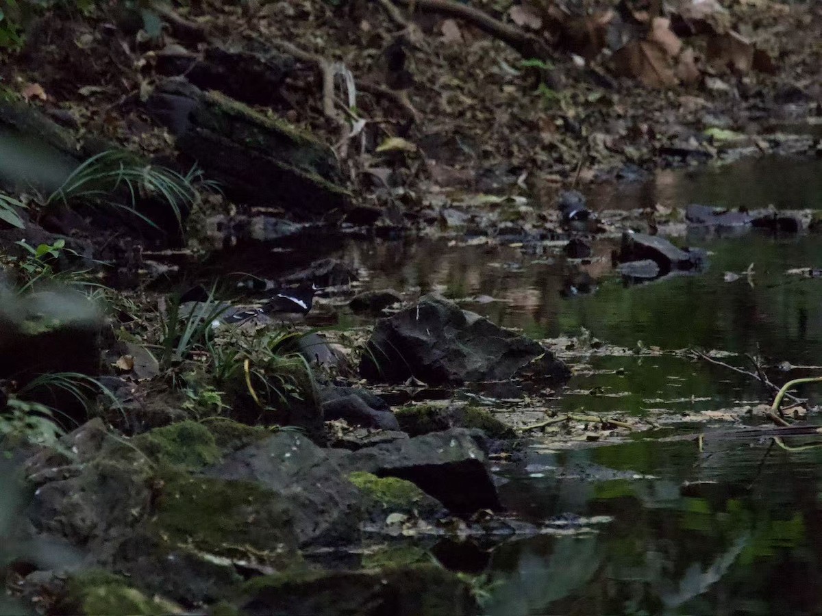 Slaty-backed Forktail - ML646394078