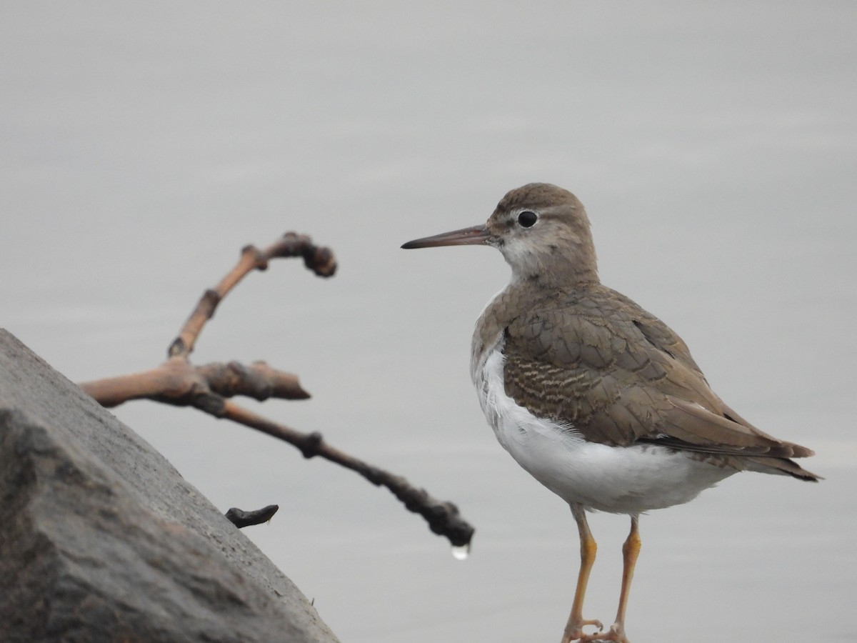 Spotted Sandpiper - ML646394080