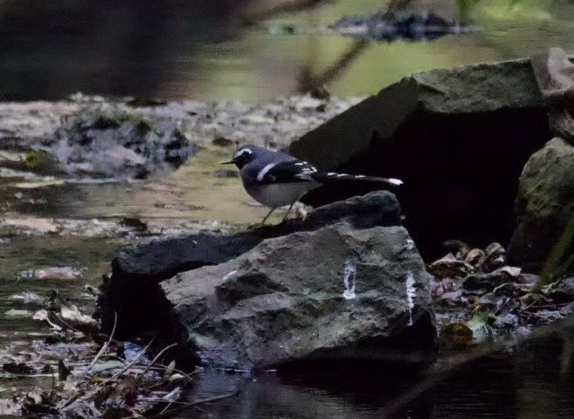 Slaty-backed Forktail - ML646394082