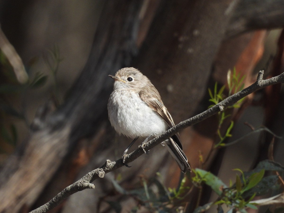 Red-capped Robin - ML646394083