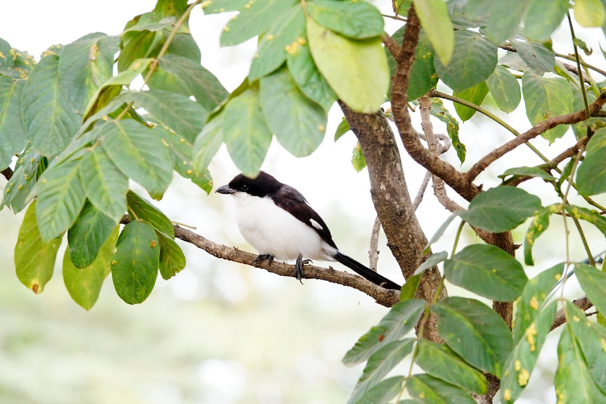 Long-tailed Fiscal - ML646394084