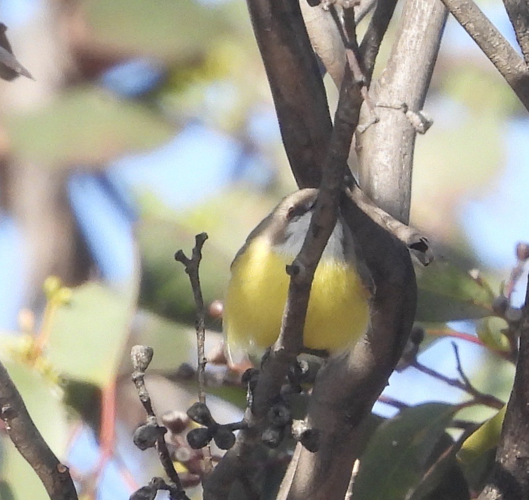 White-throated Gerygone - ML646394086