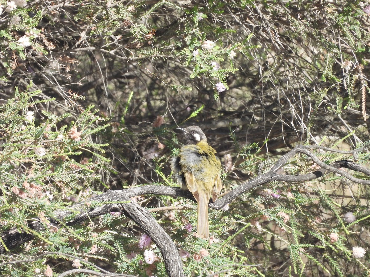 White-eared Honeyeater - ML646394087