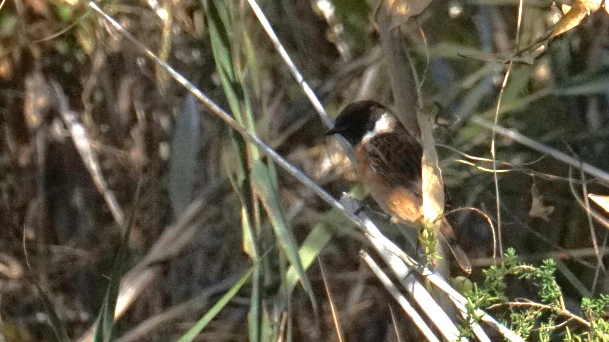 Pitxartxar burubeltza - ML646394091