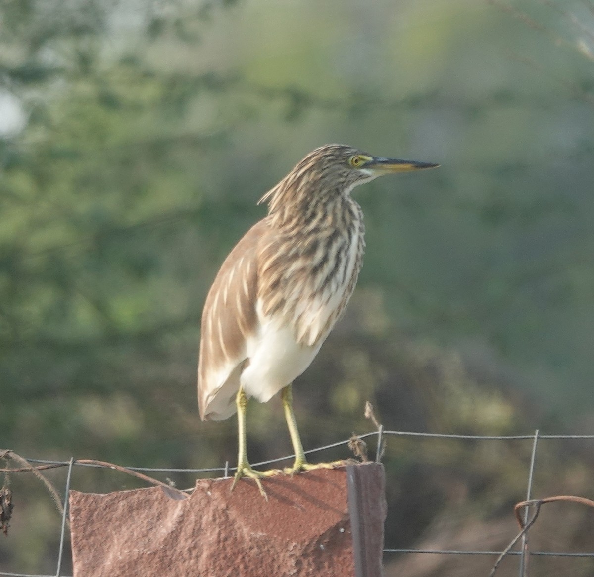 Garcilla India - ML646394092