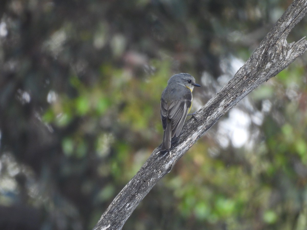 Eastern Yellow Robin - ML646394107