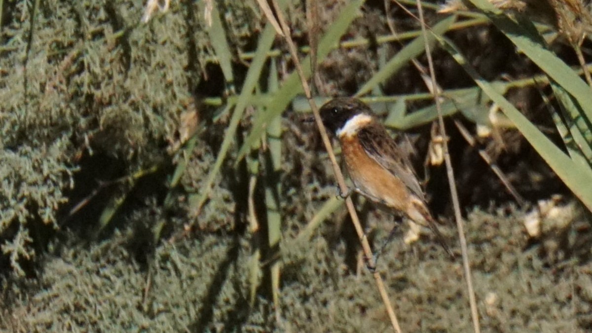 Pitxartxar burubeltza - ML646394111