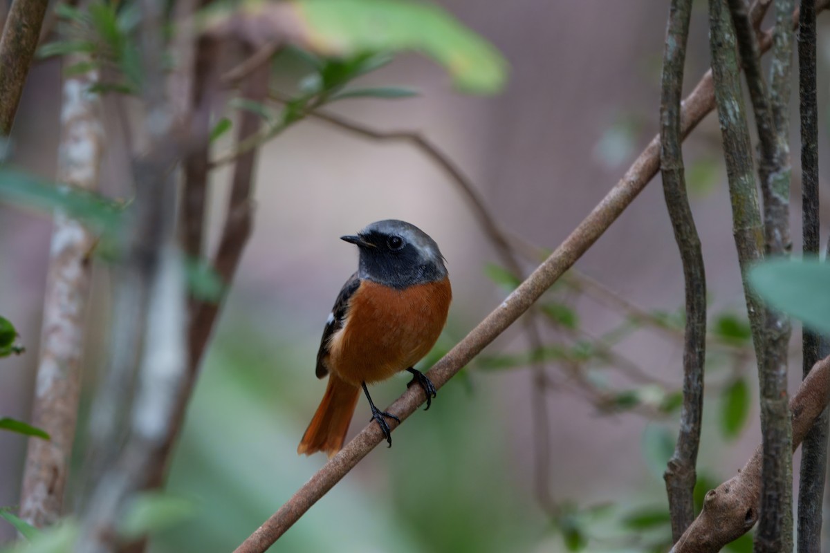 חכלילית סיבירית - ML646394113