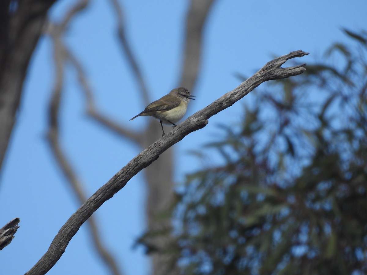 Yellow-rumped Thornbill - ML646394114