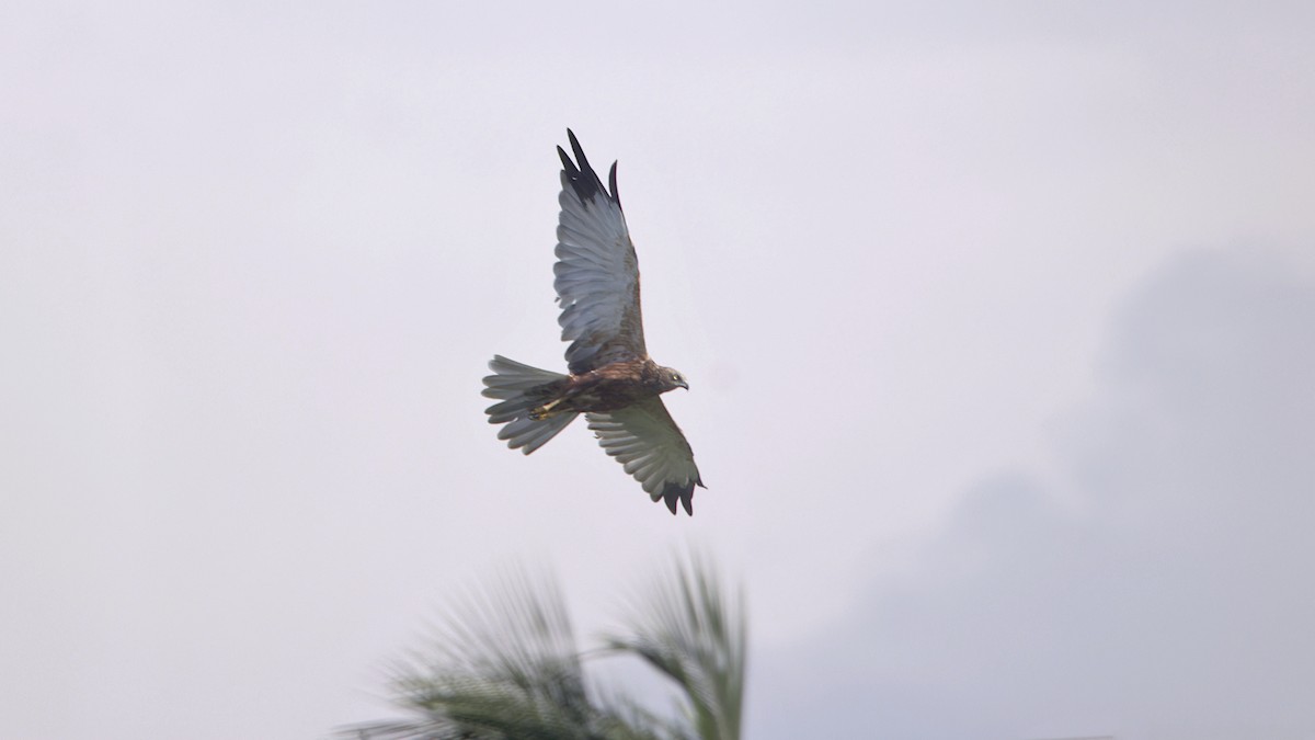 西方澤鵟 - ML646394117