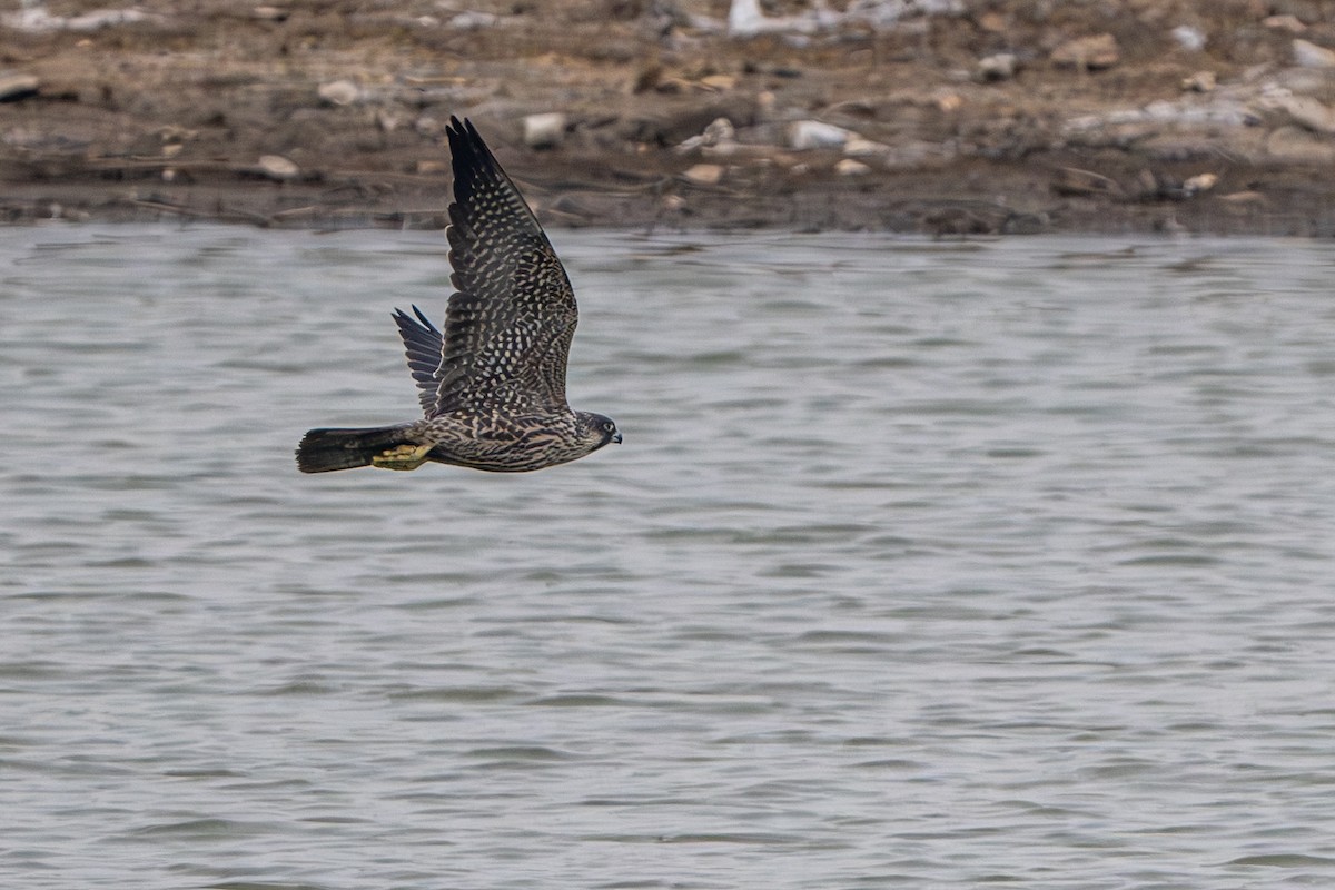 Peregrine Falcon - ML646394118