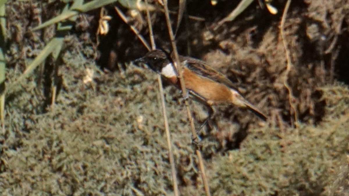 Pitxartxar burubeltza - ML646394119