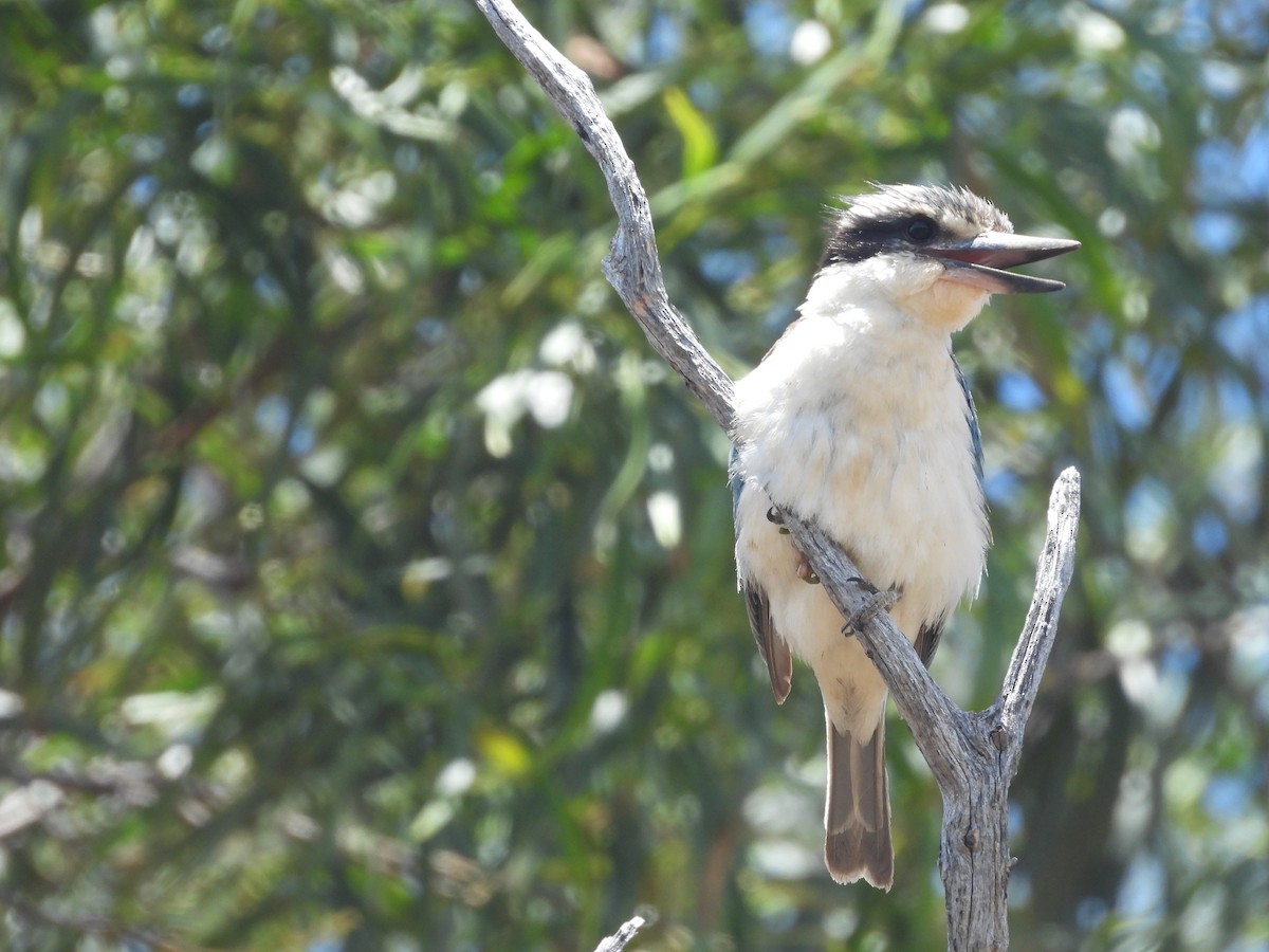 コシアカショウビン - ML646394123