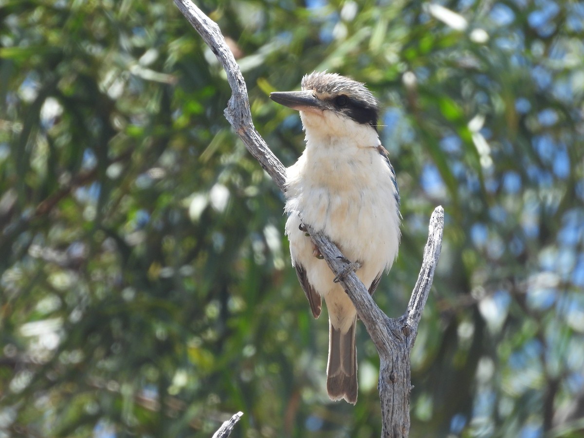コシアカショウビン - ML646394124