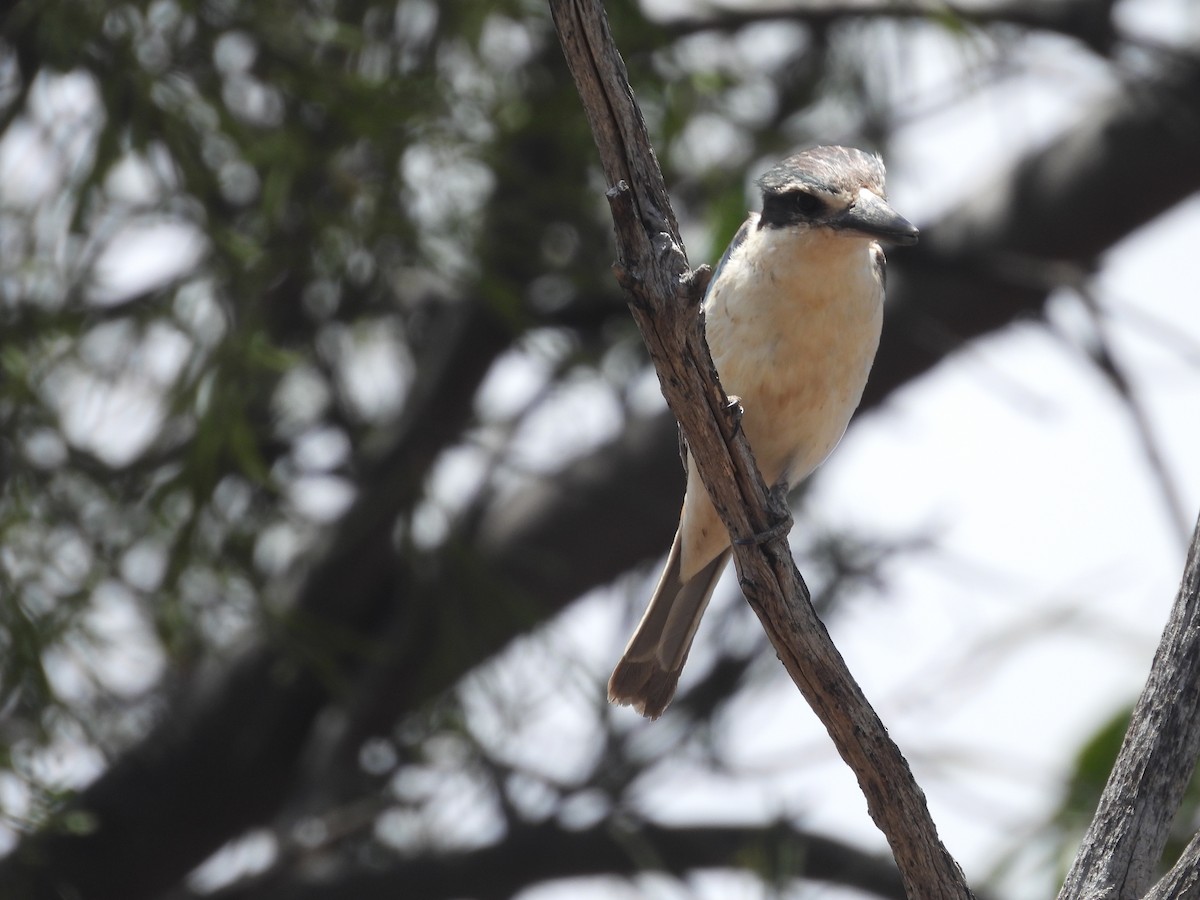 コシアカショウビン - ML646394125