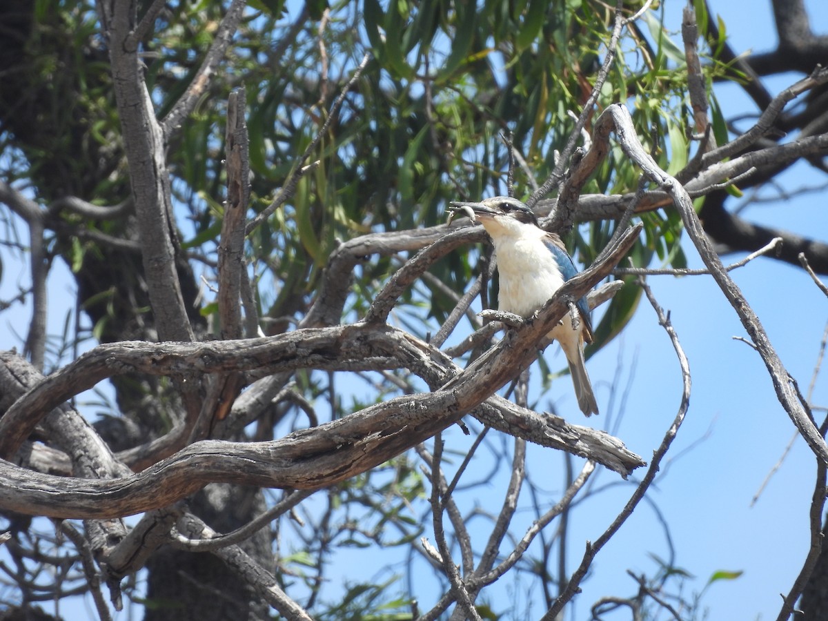 コシアカショウビン - ML646394126